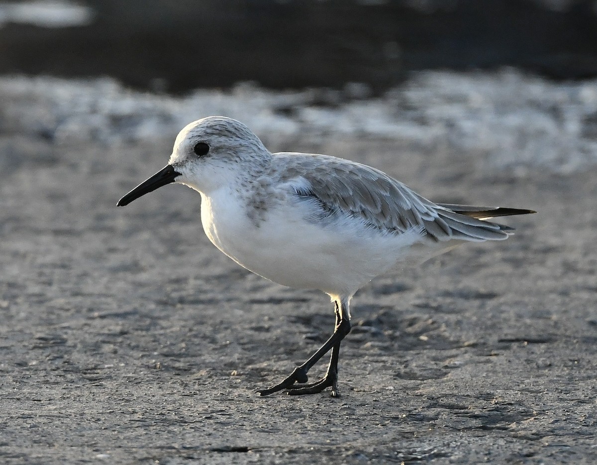 Песчанка - ML645853813