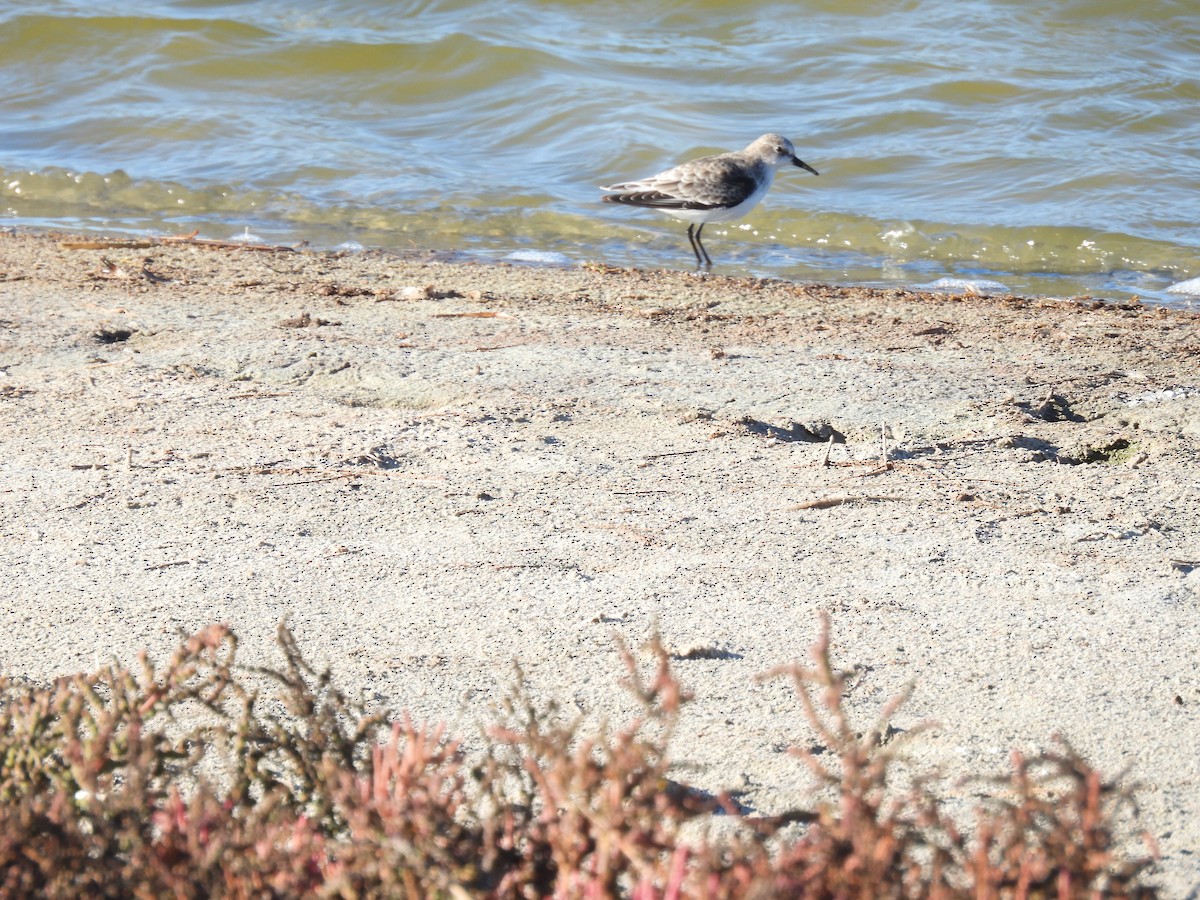 Little Stint - ML645853819