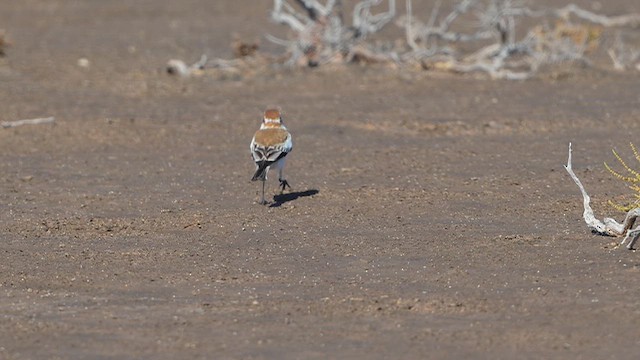 Монжита мала - ML645853827