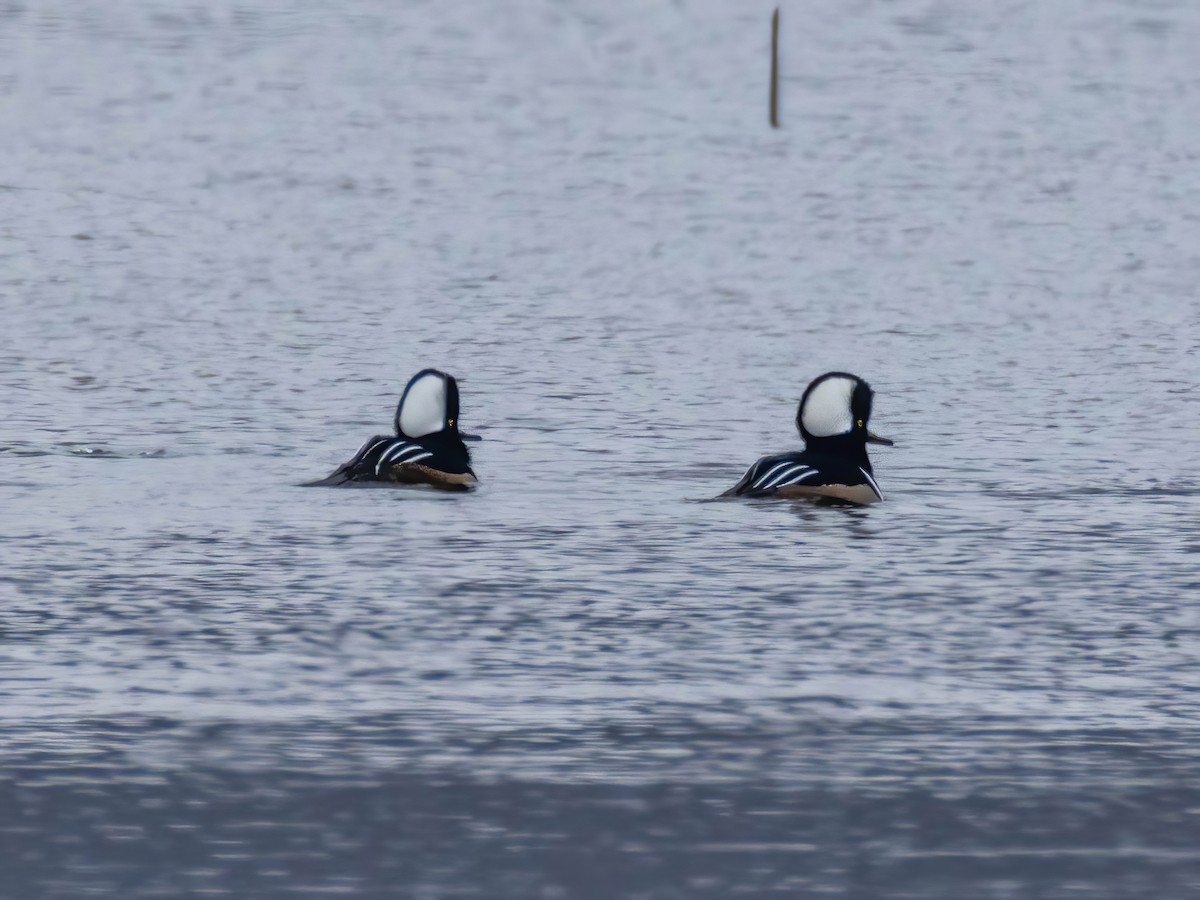 Hooded Merganser - ML645853828