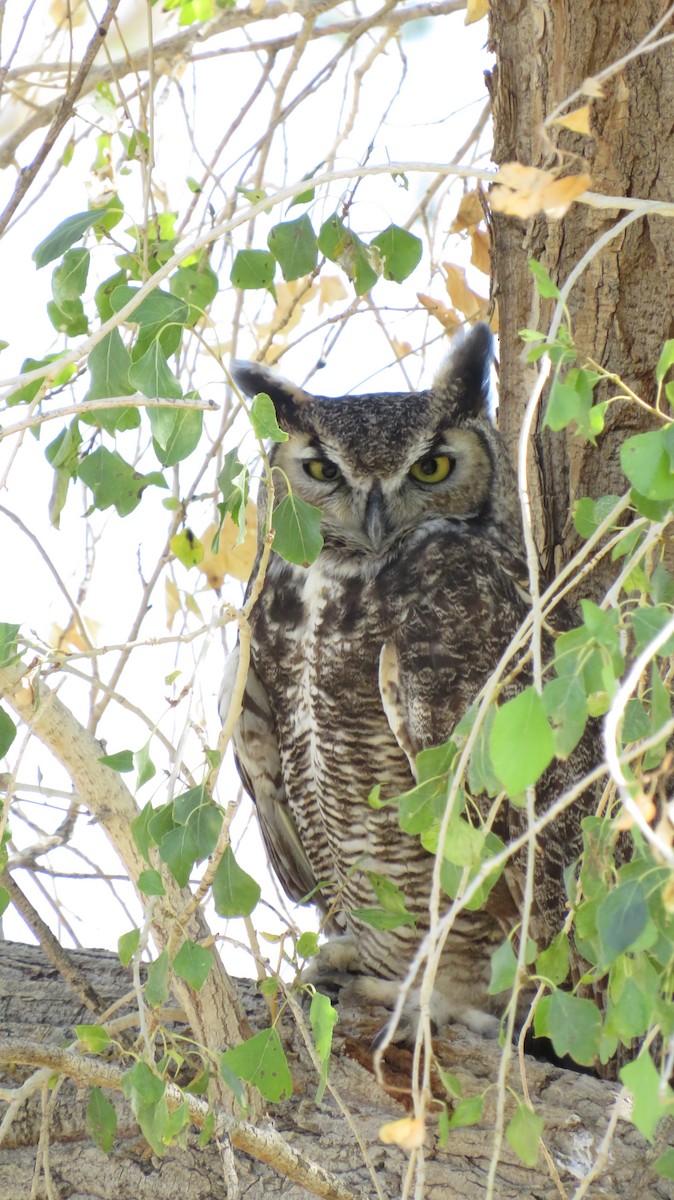 Great Horned Owl - ML645853829