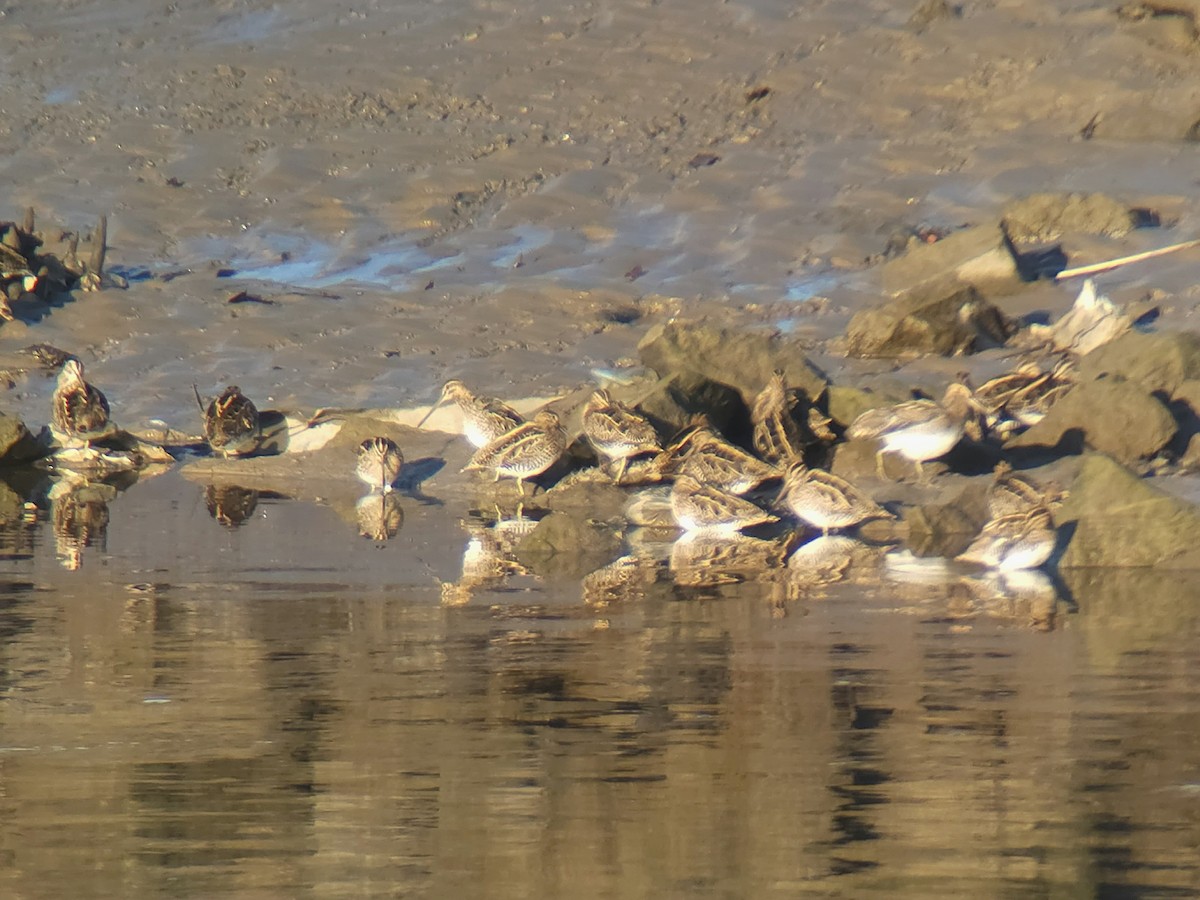 Common Snipe - ML645853836