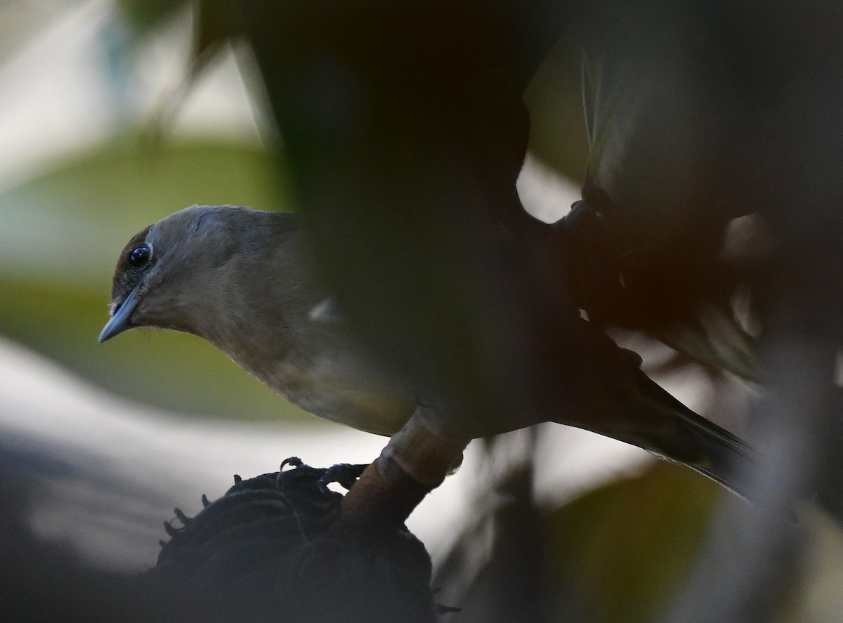 Eurasian Blackcap - ML645853839