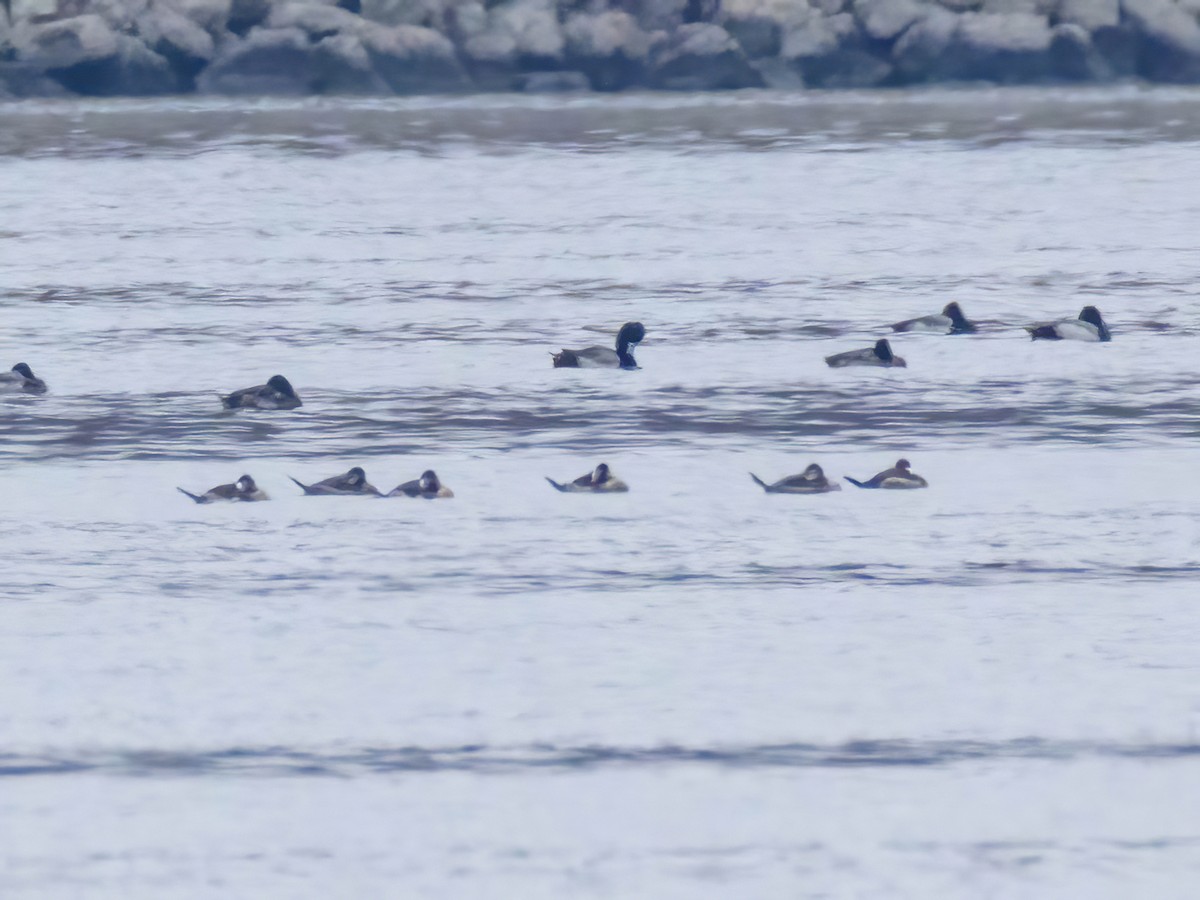 Ruddy Duck - ML645853841