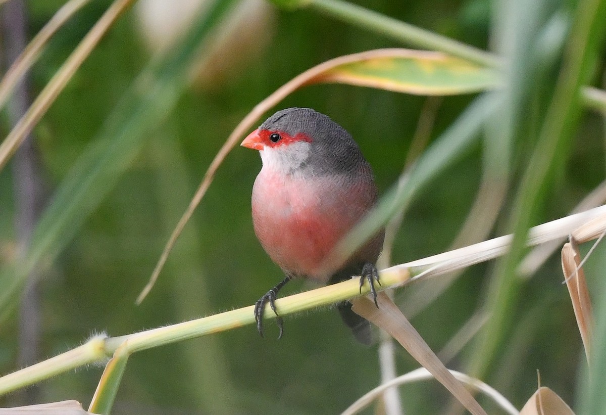 Common Waxbill - ML645853844