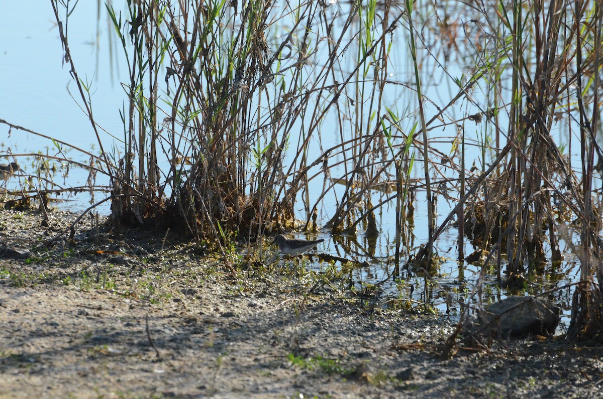 Least Sandpiper - ML645853852