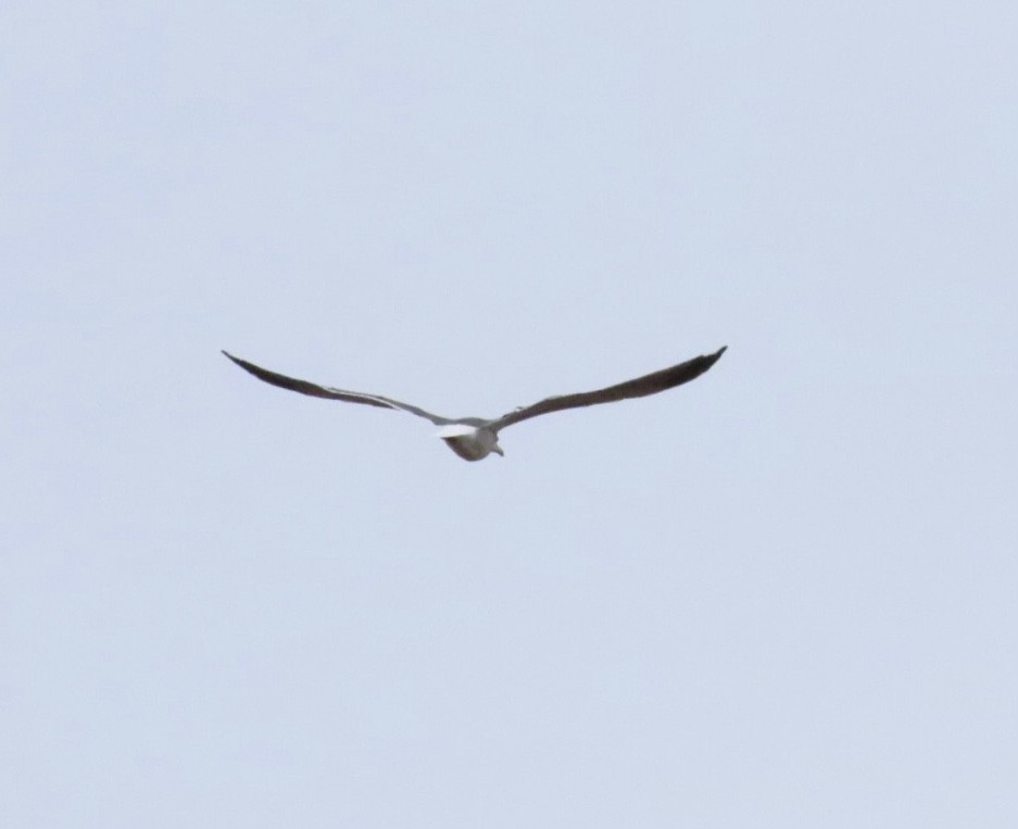 Zafferano - ML645853854