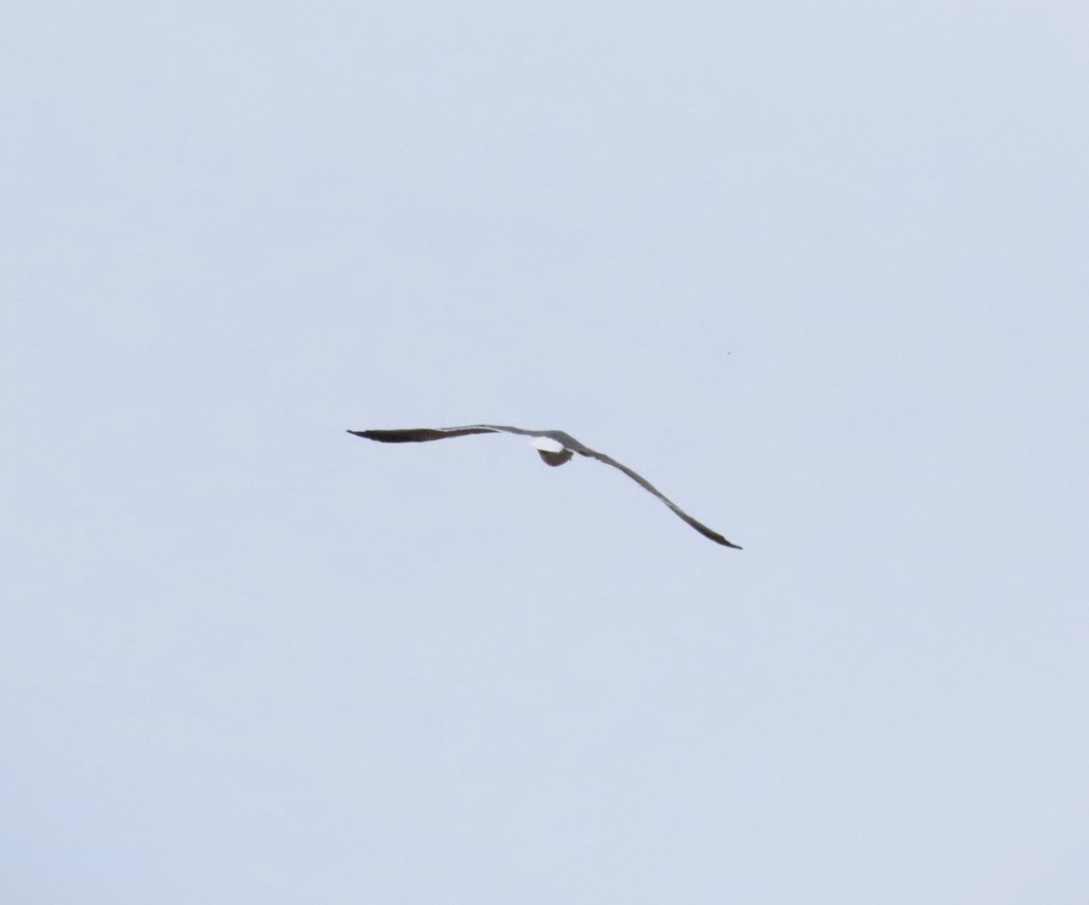 Zafferano - ML645853855