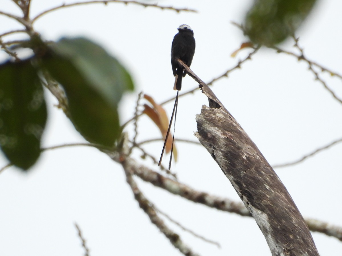 Long-tailed Tyrant - ML645853866