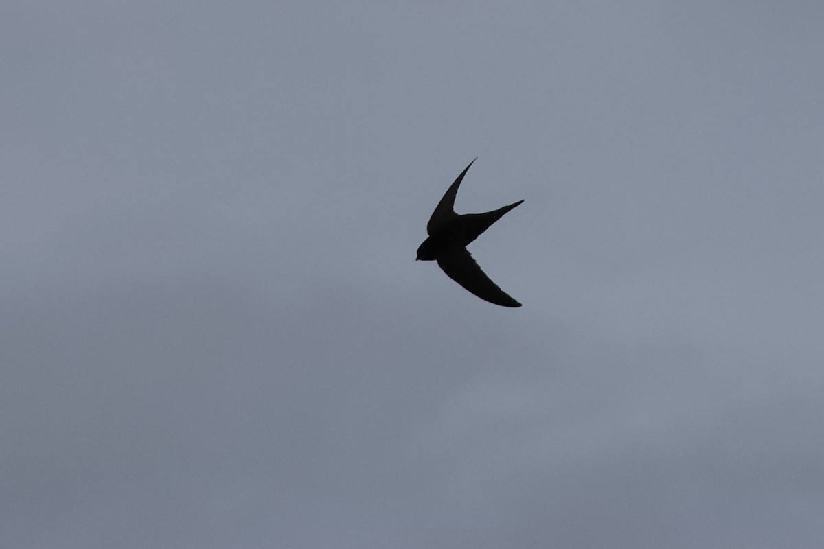 Common Swift - ML645853869