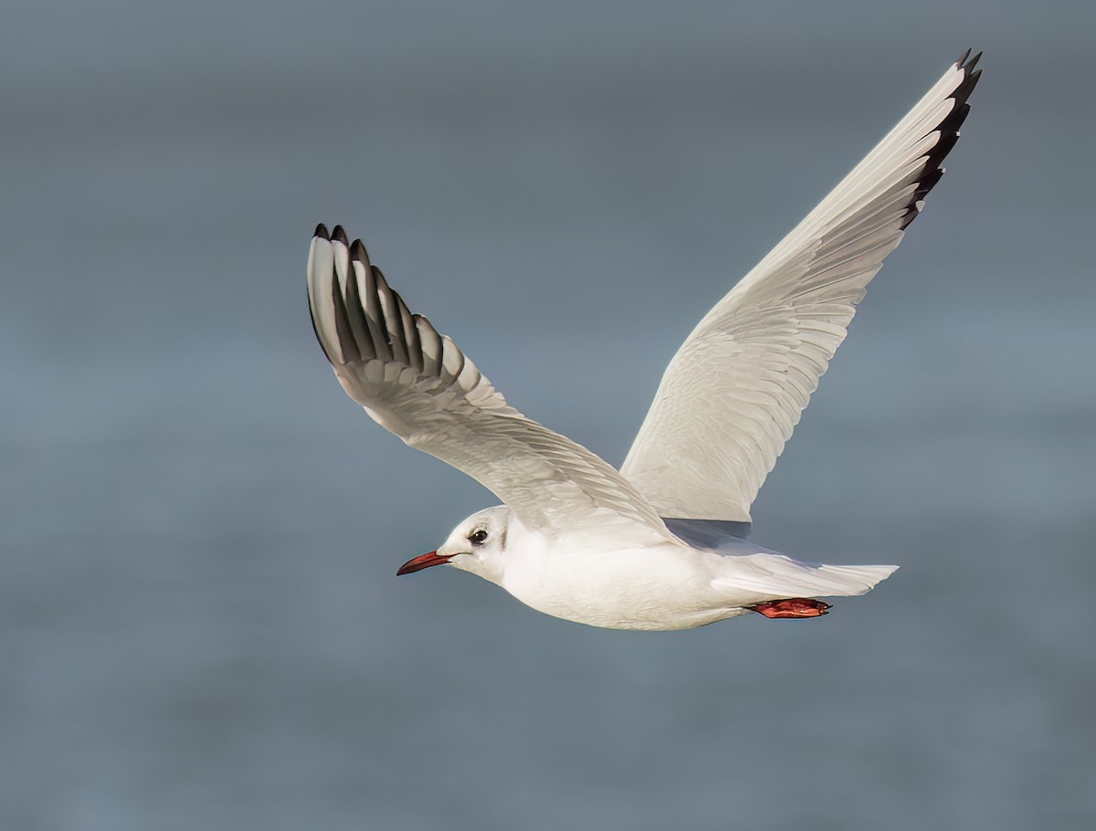 Black-headed Gull - ML645853873