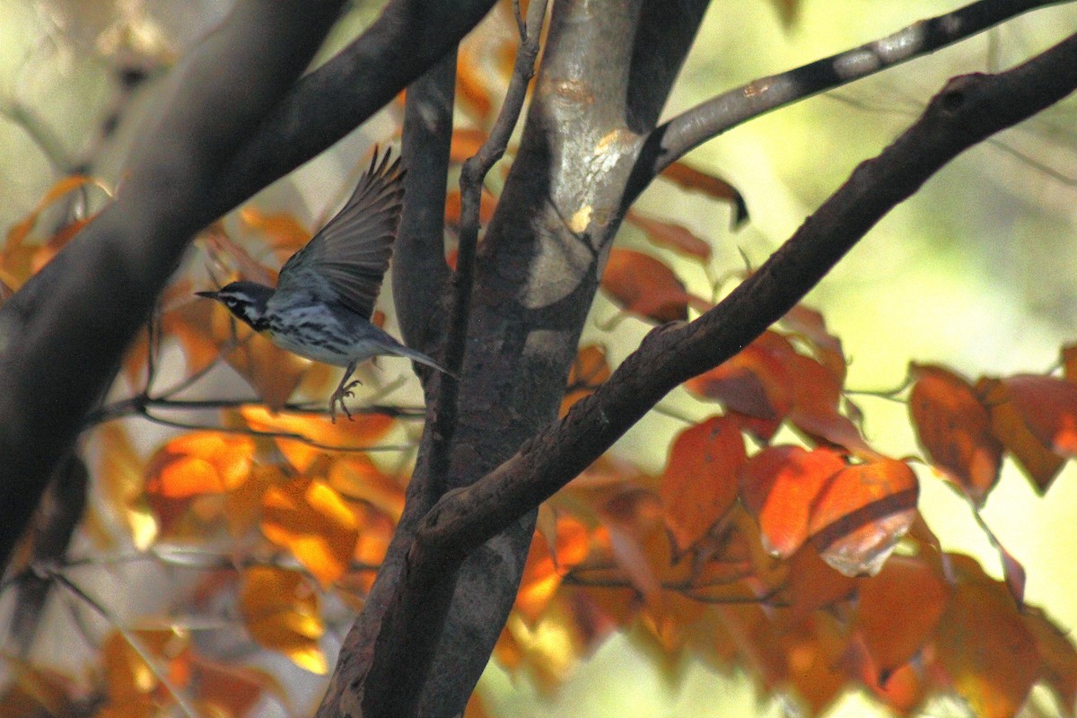 Yellow-throated Warbler - ML645853875