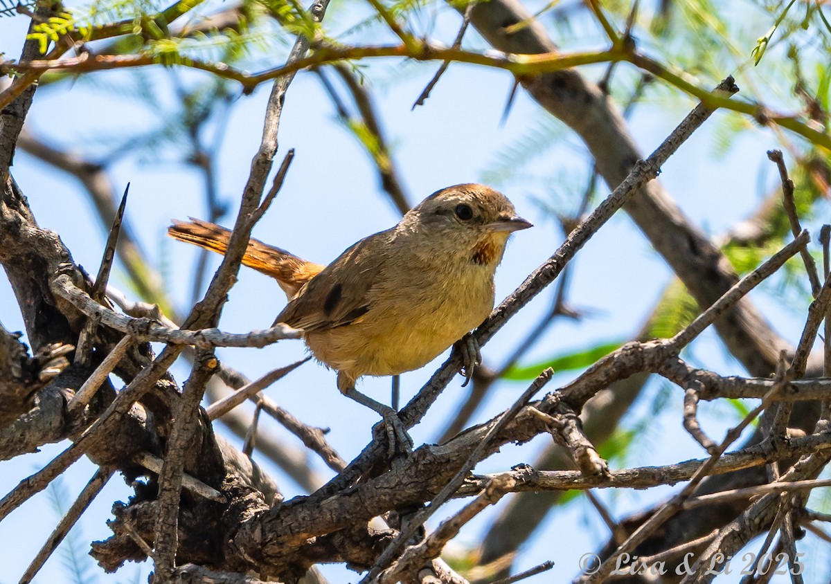 Short-billed Canastero - ML645853876