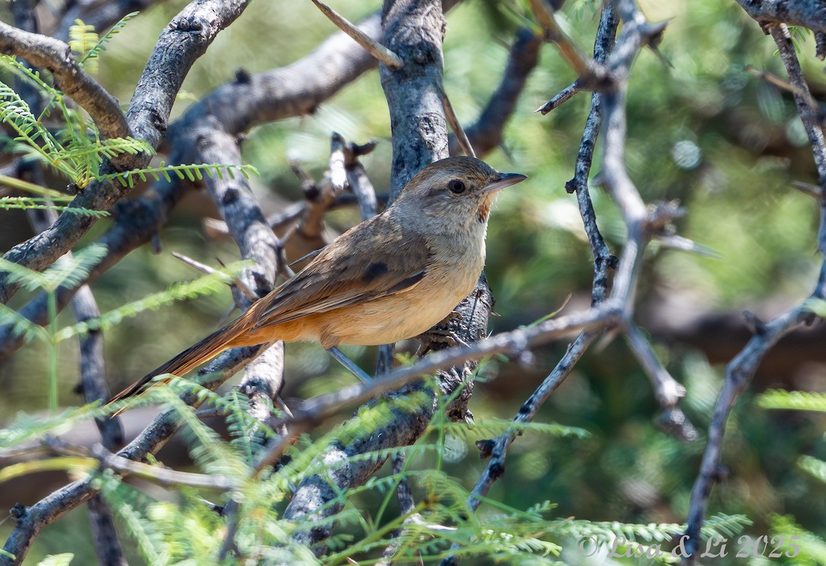 Short-billed Canastero - ML645853877