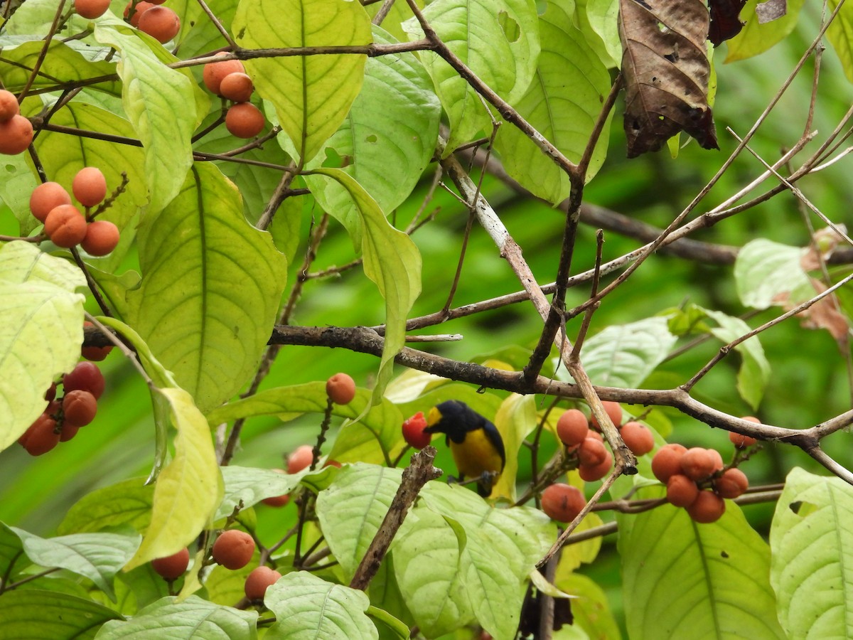 Fulvous-vented Euphonia - ML645853878