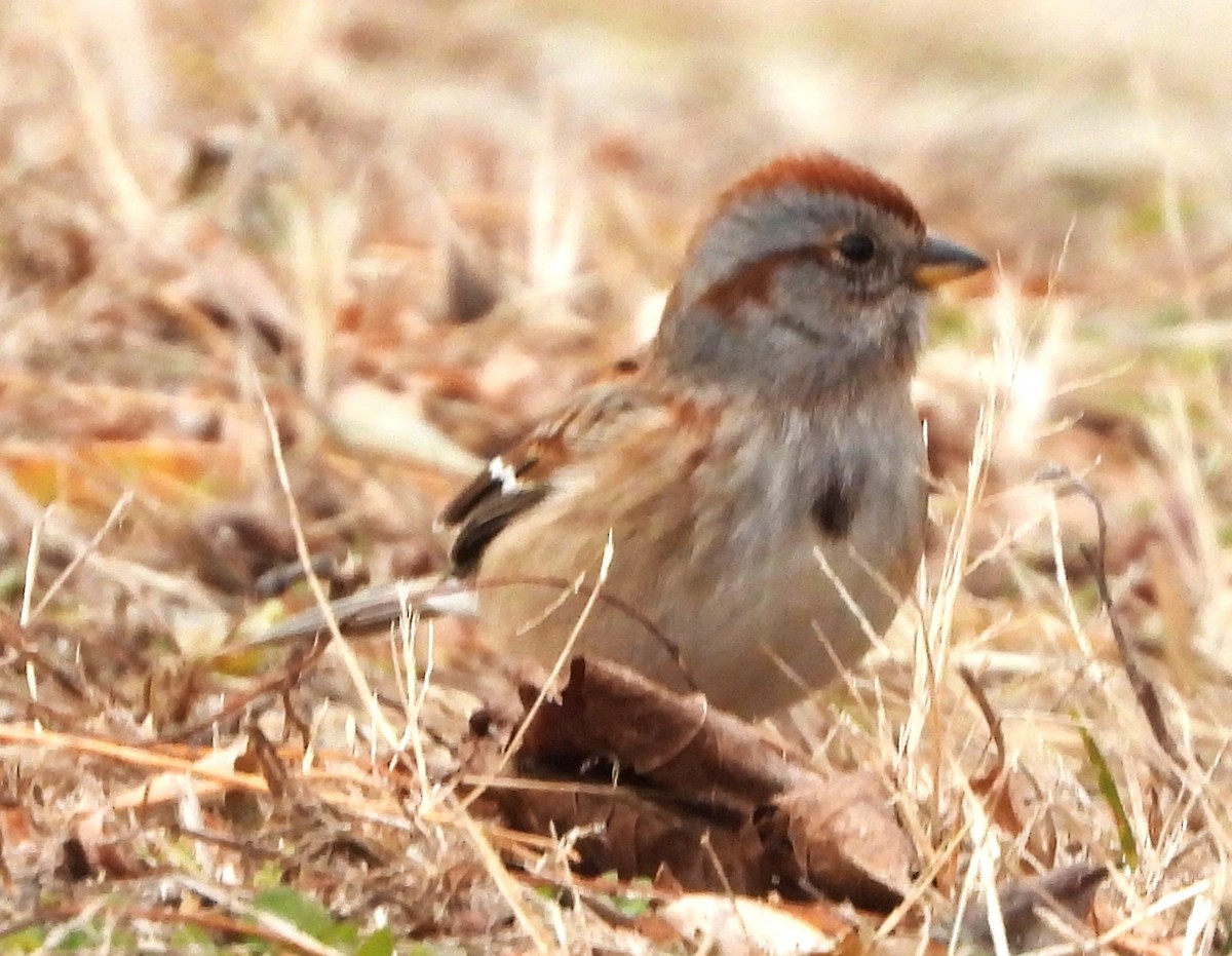 American Tree Sparrow - ML645853879