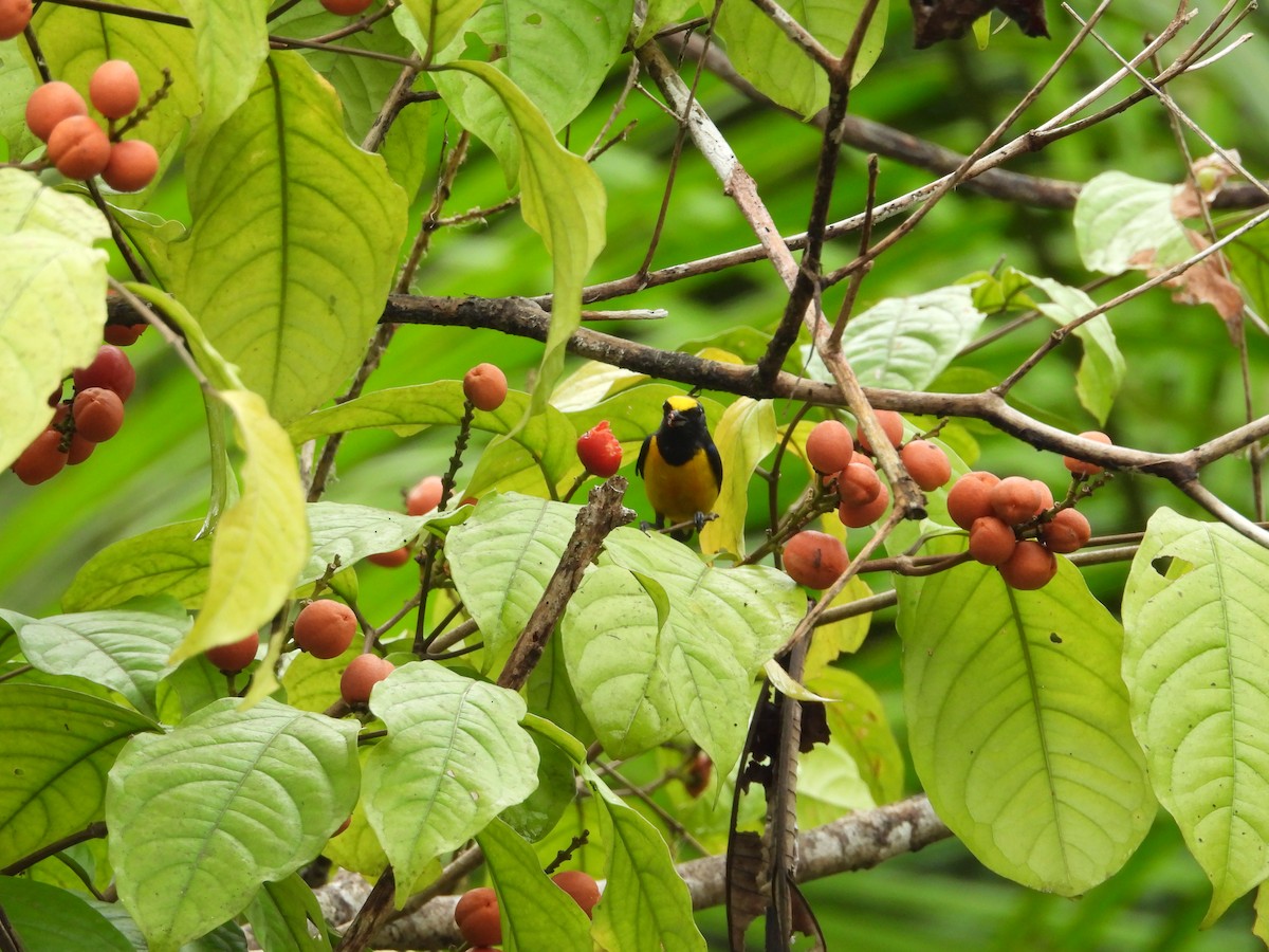 Fulvous-vented Euphonia - ML645853887