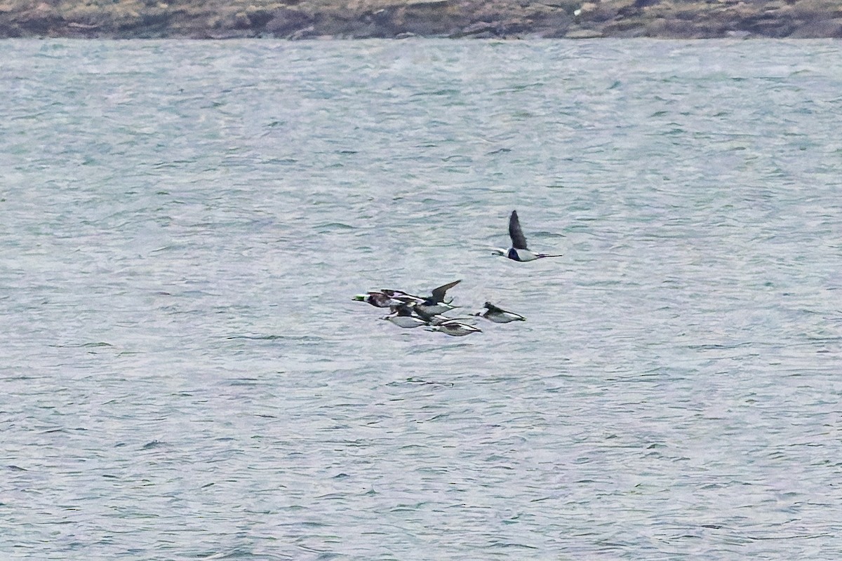 Long-tailed Duck - ML645853890