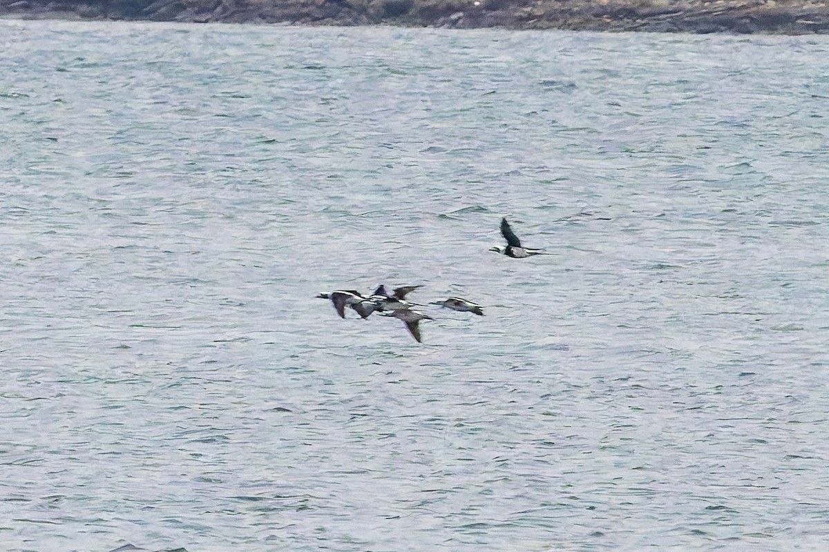 Long-tailed Duck - ML645853892