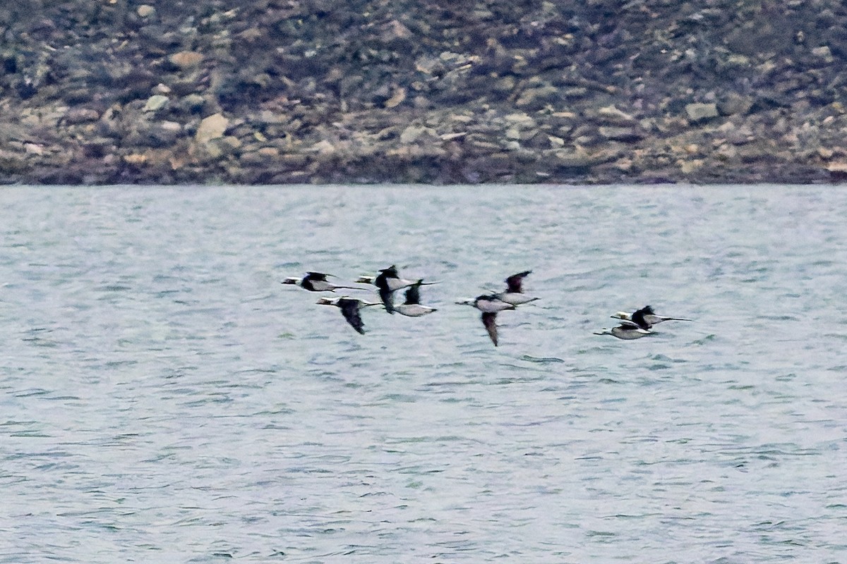Long-tailed Duck - ML645853893
