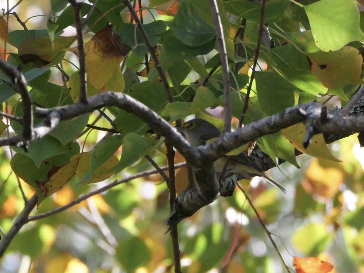 White-eyed Vireo - ML645853895