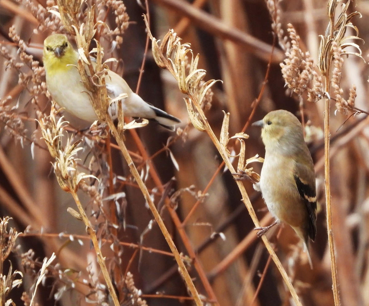 Altın İskete - ML645853896