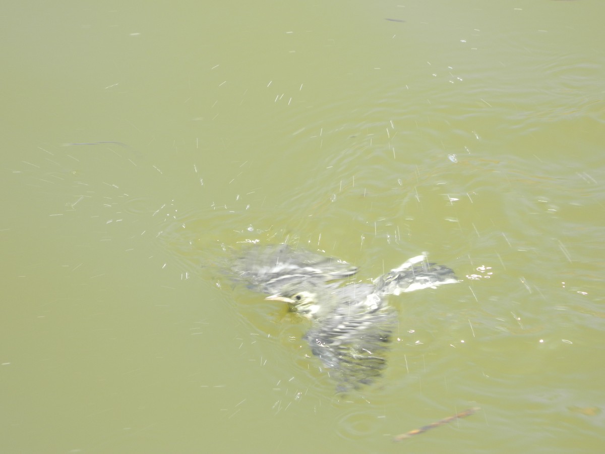 Bergeronnette grise (alba/dukhunensis) - ML645853897