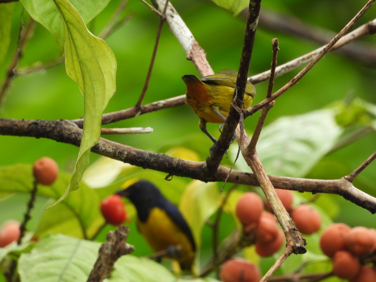 Fulvous-vented Euphonia - ML645853900