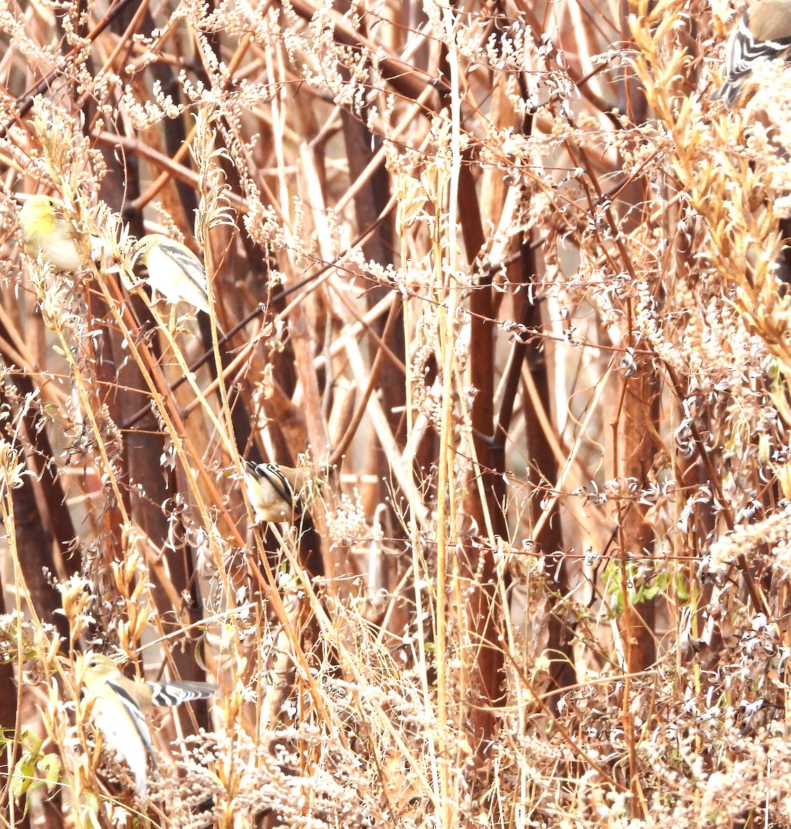 Altın İskete - ML645853901