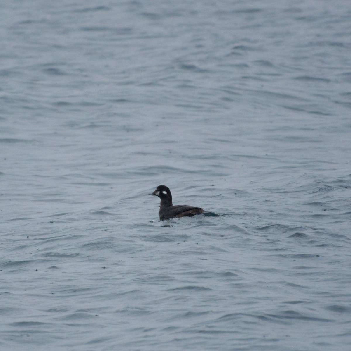 Harlequin Duck - ML645853902