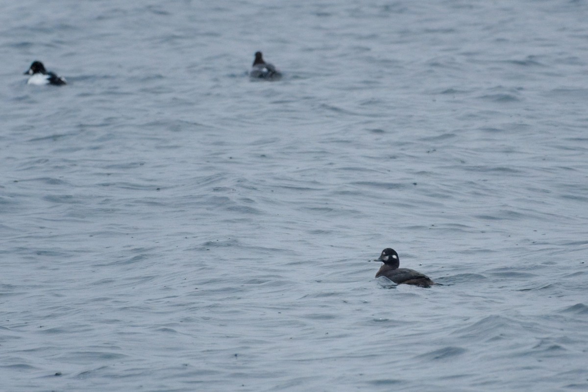 Harlequin Duck - ML645853903