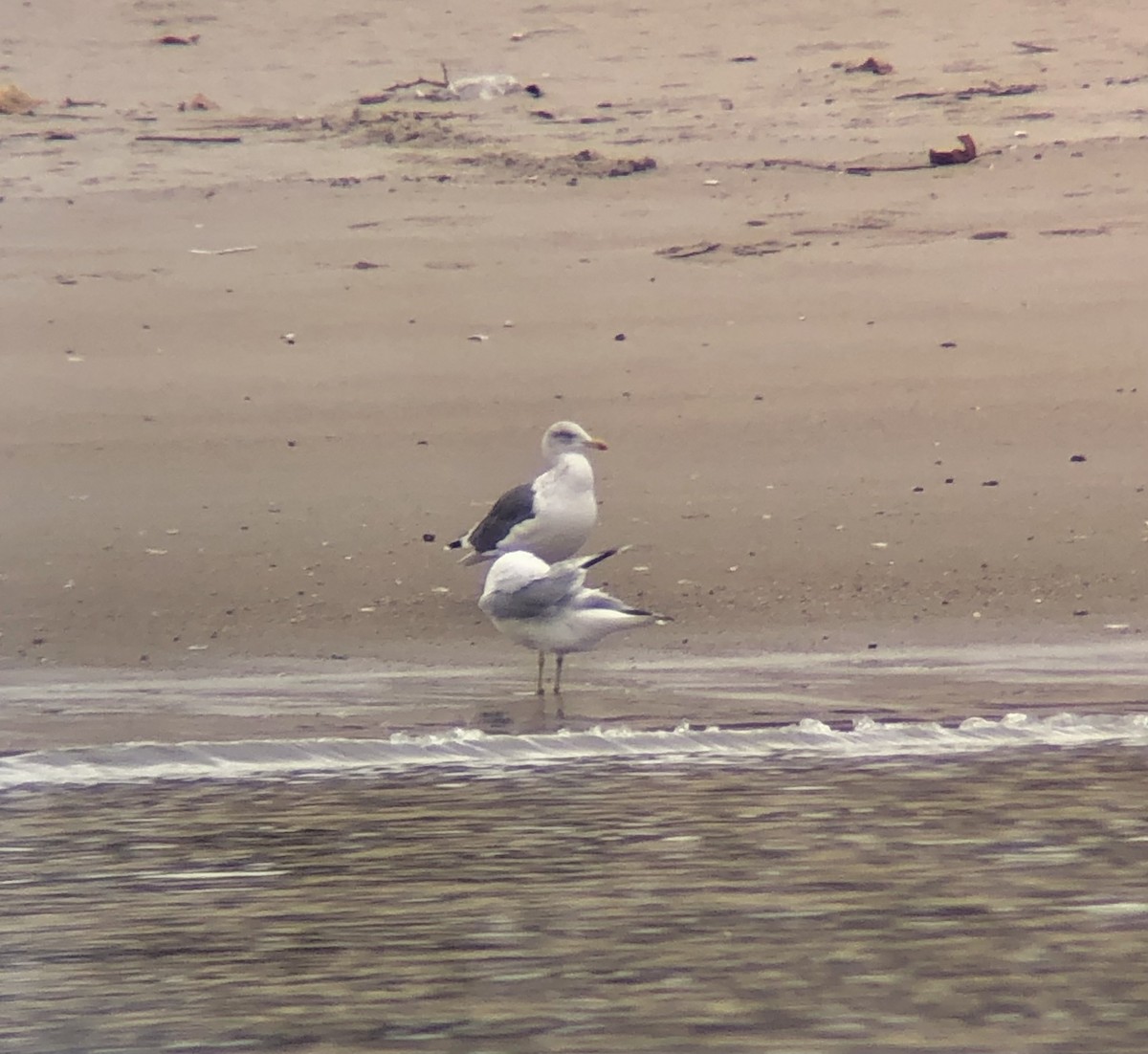 Lesser Black-backed Gull - ML645853907