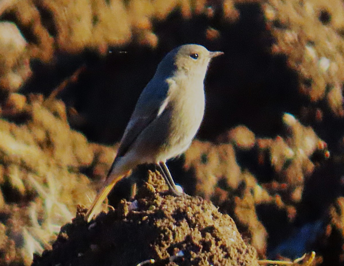 Black Redstart - ML645853908