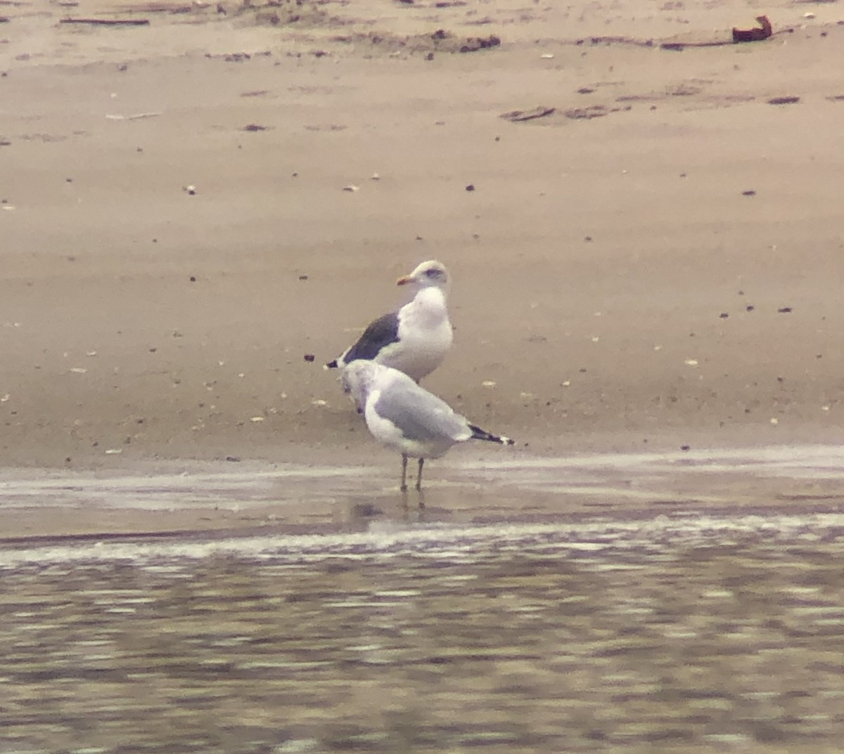 Lesser Black-backed Gull - ML645853909