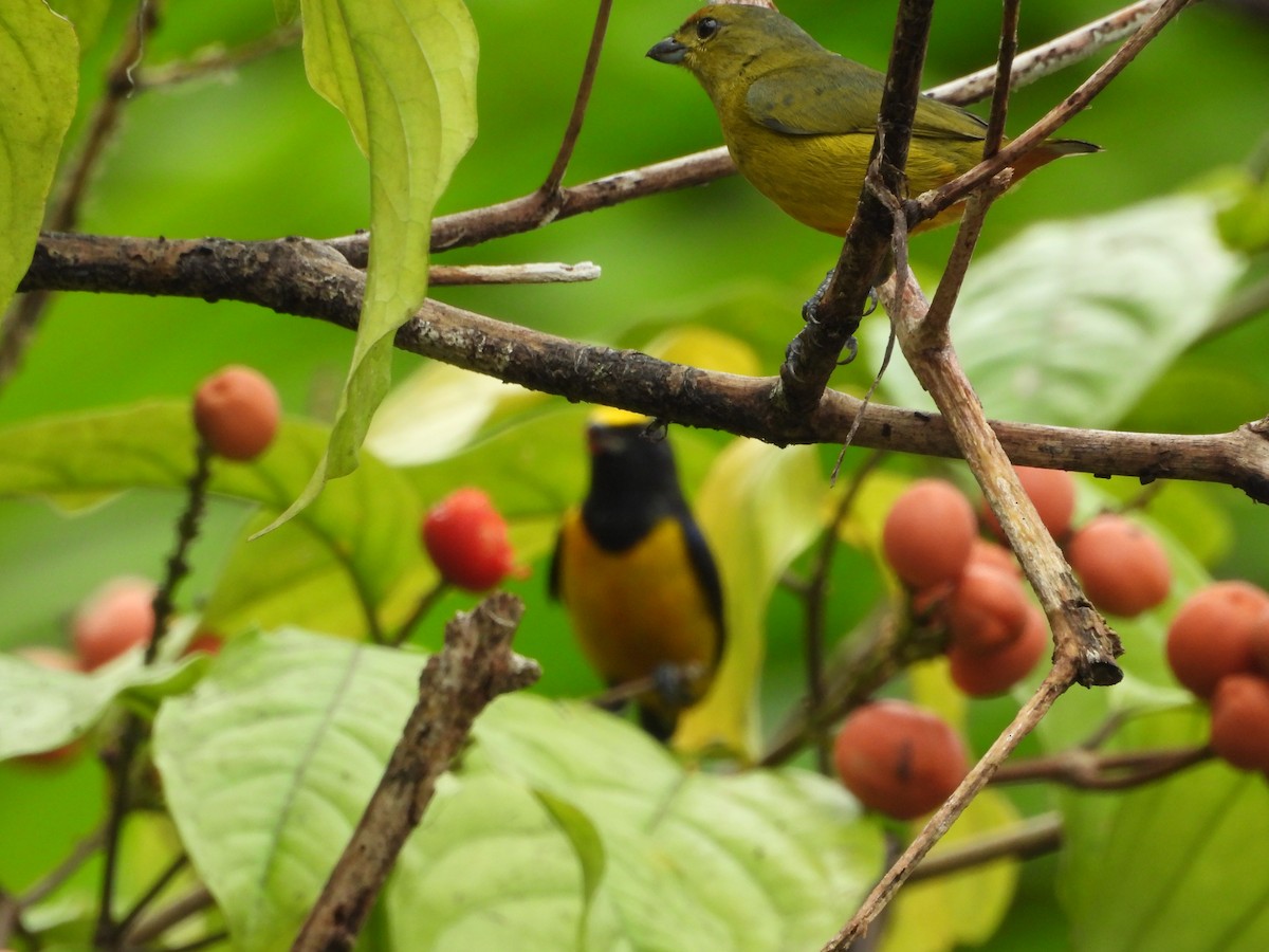 Fulvous-vented Euphonia - ML645853910