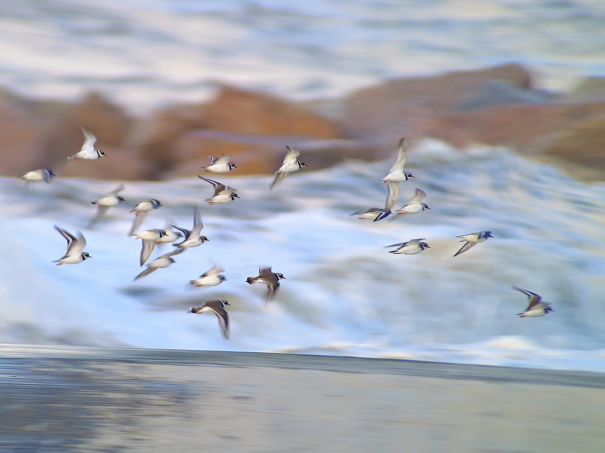 kulík písečný - ML645853911