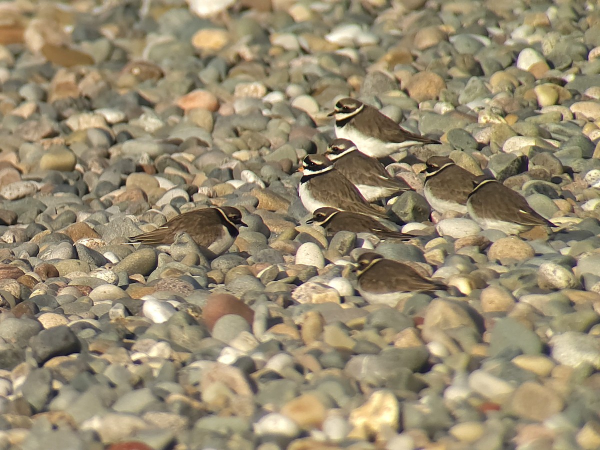 kulík písečný - ML645853912