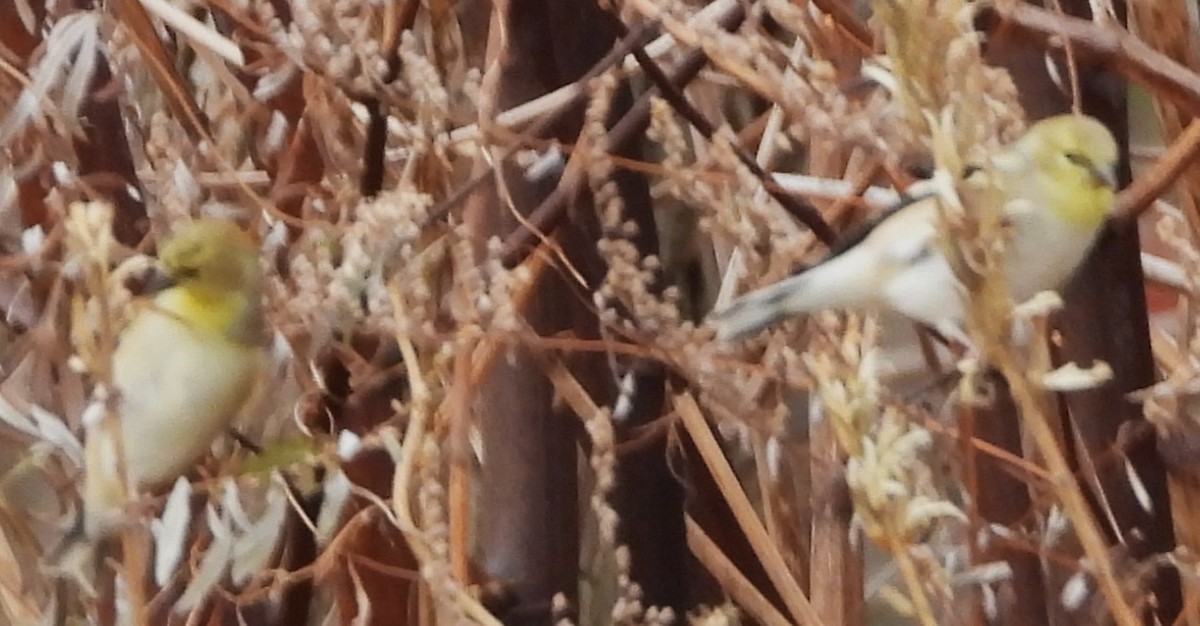 Altın İskete - ML645853914