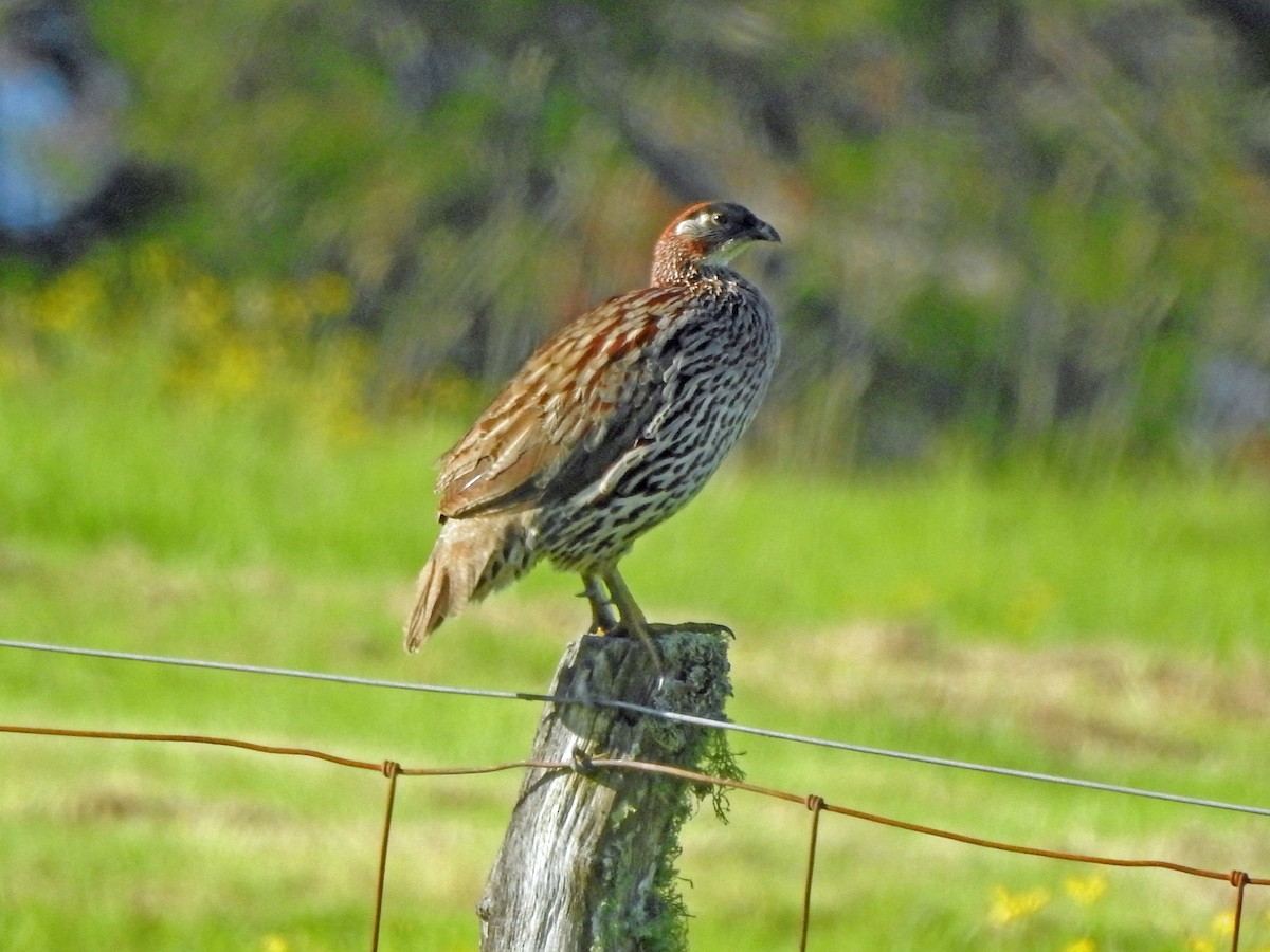 Francolin d'Erckel - ML645853916