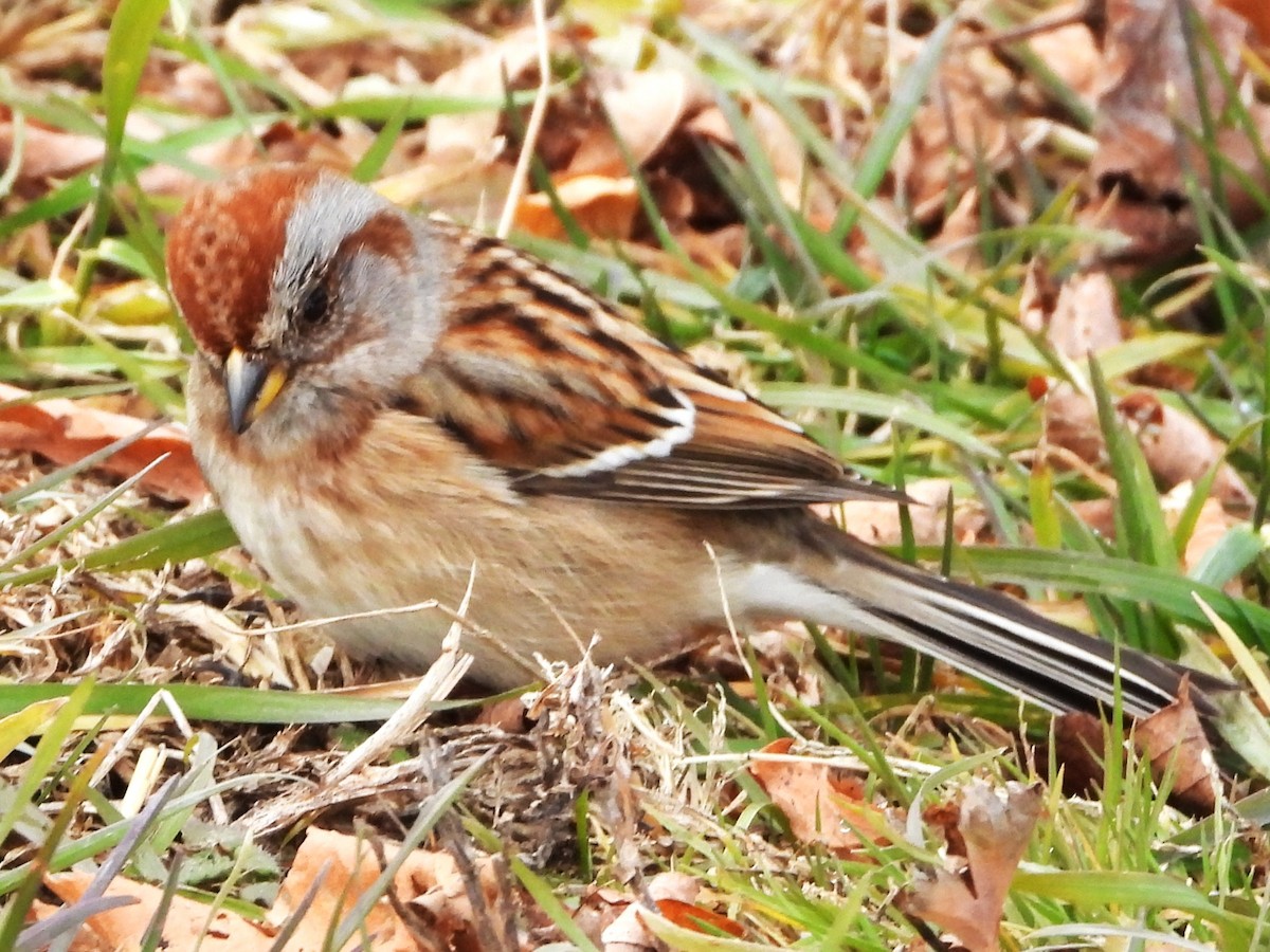 American Tree Sparrow - ML645853921