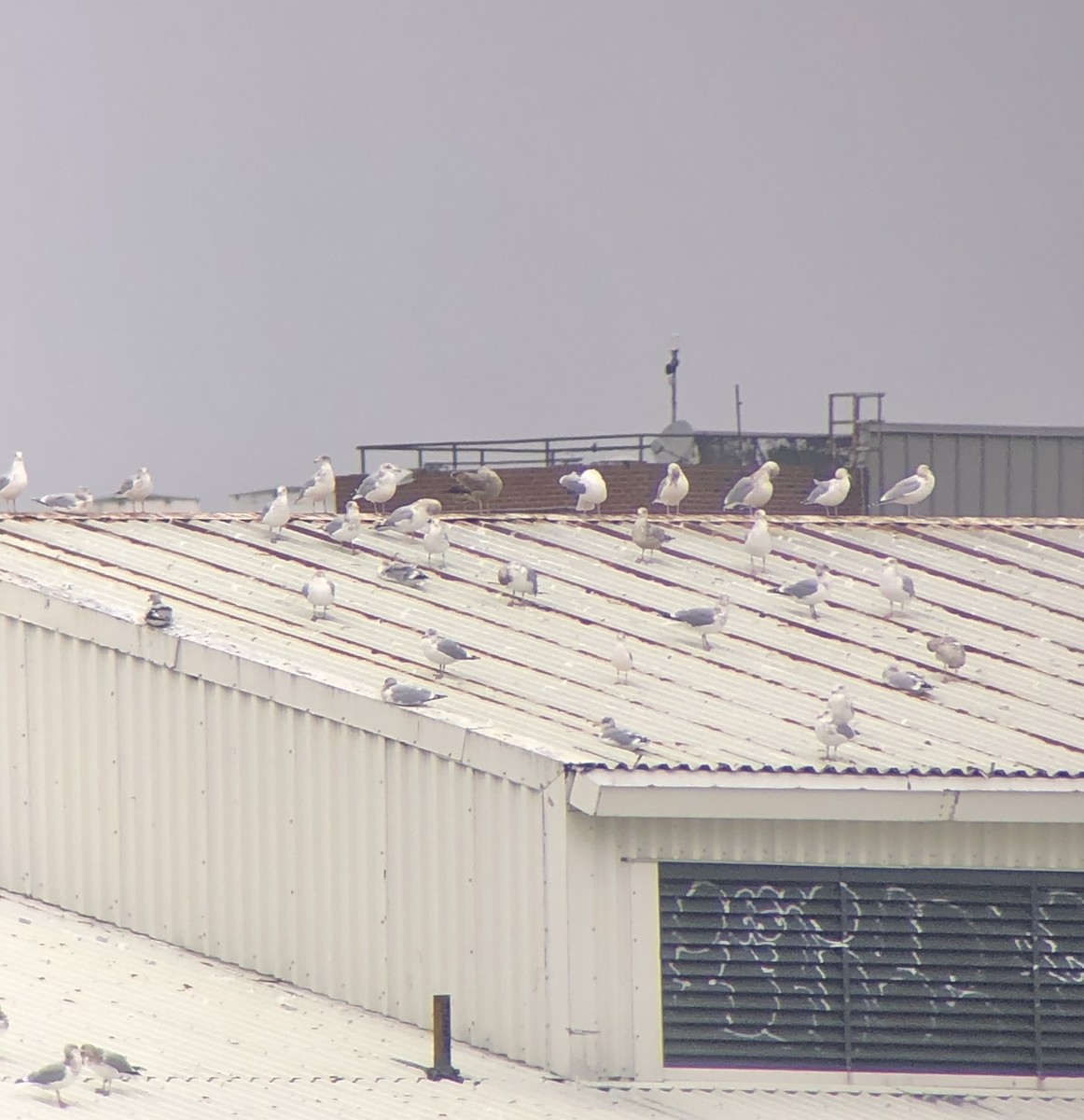 American Herring Gull - ML645853922