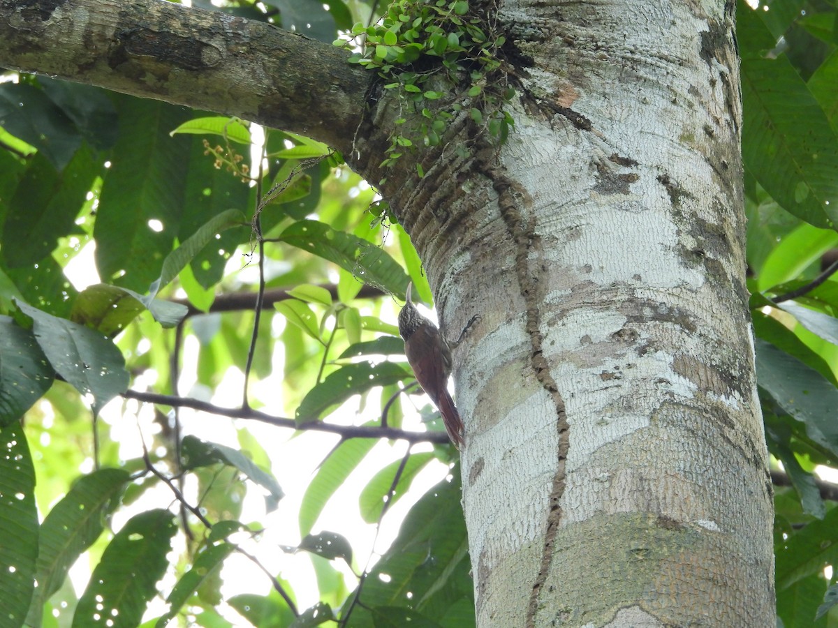 Streak-headed Woodcreeper - ML645853925