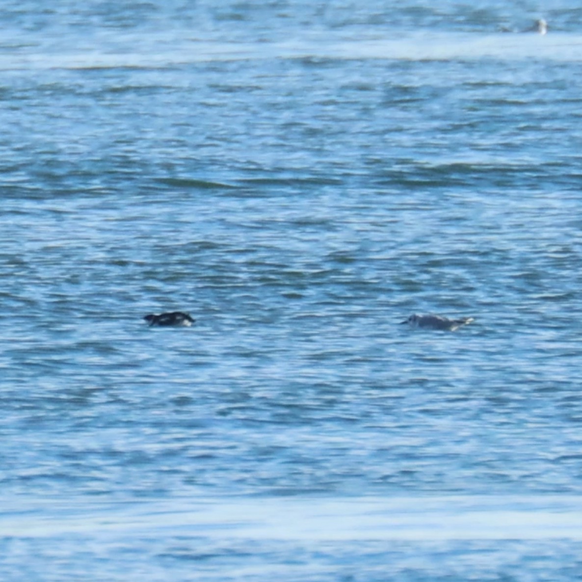 Marbled Murrelet - ML645853927