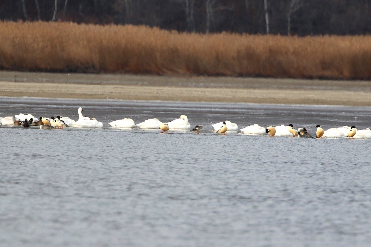 Common Merganser (North American) - ML645853928