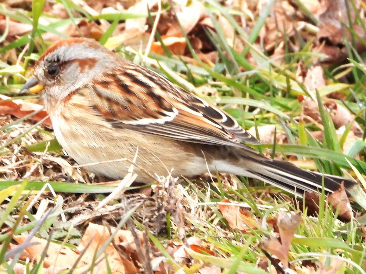 American Tree Sparrow - ML645853929