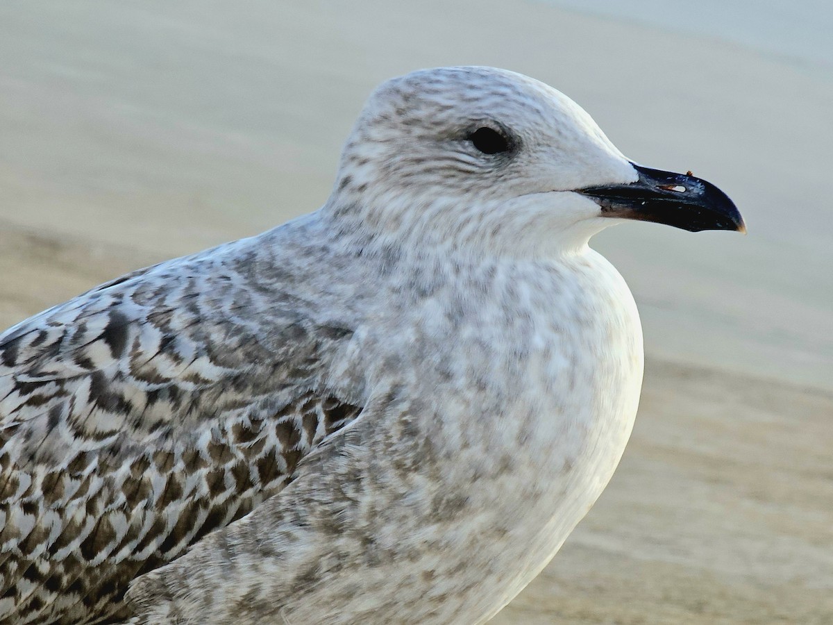 racek stříbřitý - ML645853932