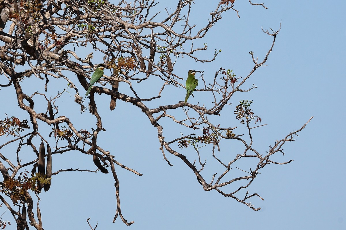 マダガスカルハチクイ - ML645853933