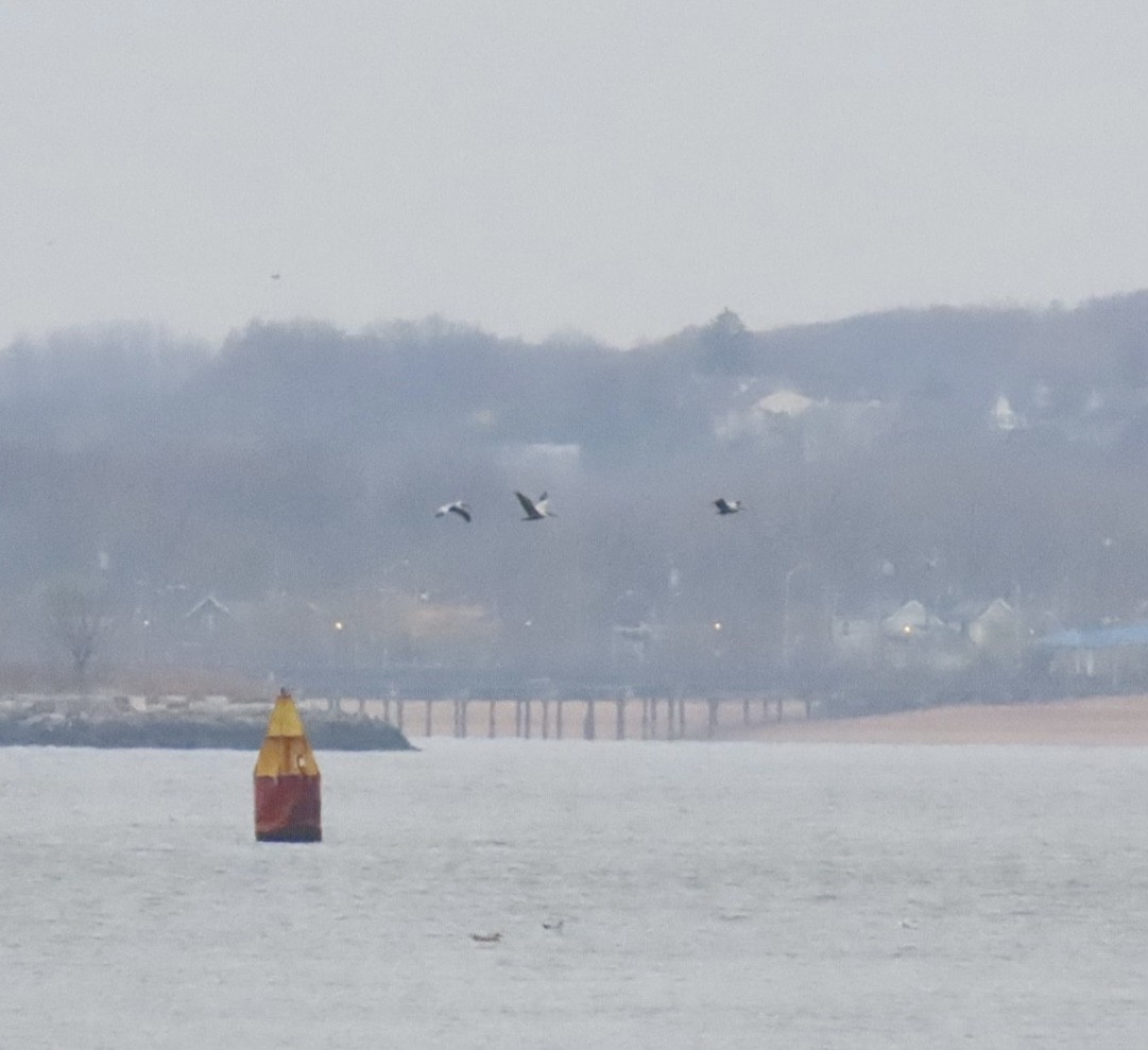 Brown Pelican (Atlantic) - ML645853937