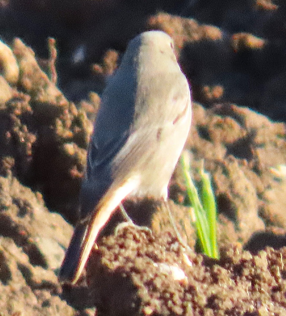 Black Redstart - ML645853939