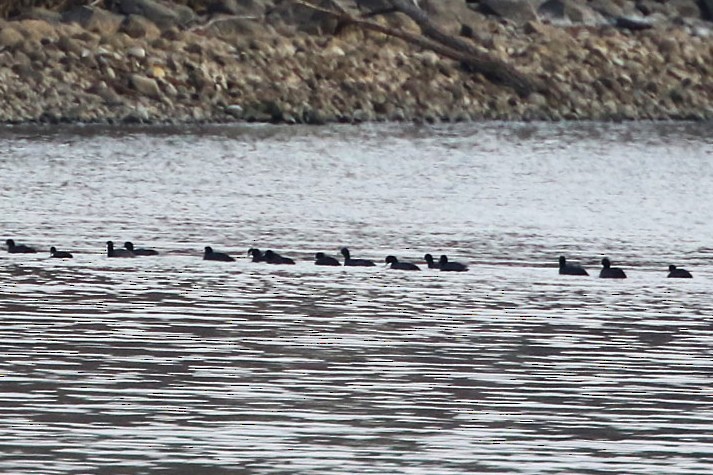 American Coot - ML645853945